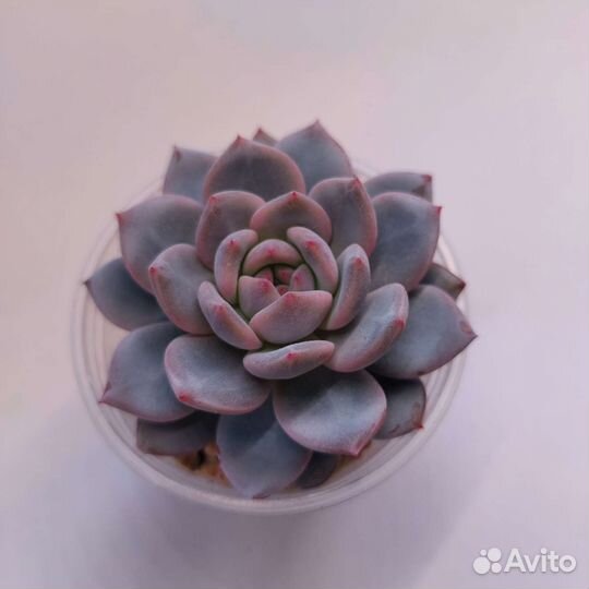 Набор листиков. Суккуленты. Эхеверии