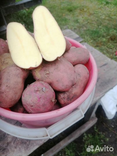 Продам картофель