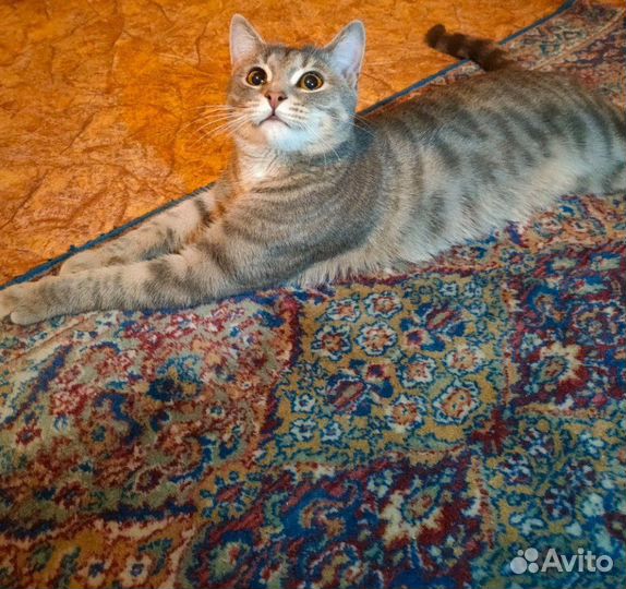 Кот в добрые руки