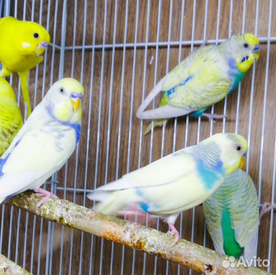 Волнистый попугай птенцы и взрослые