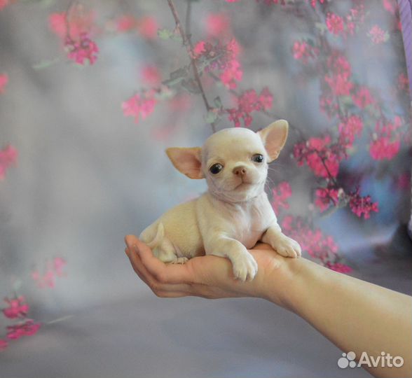 Кремовая принцесска (девочка конфетка)