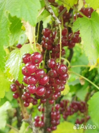 Черная,красная смородина