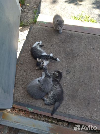 Котята в добрые руки