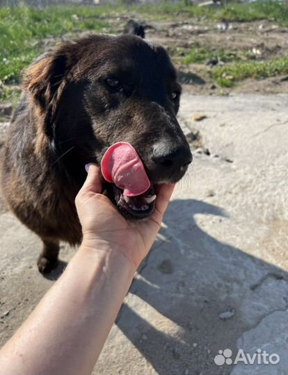 Самая лучшая собака ищет дом