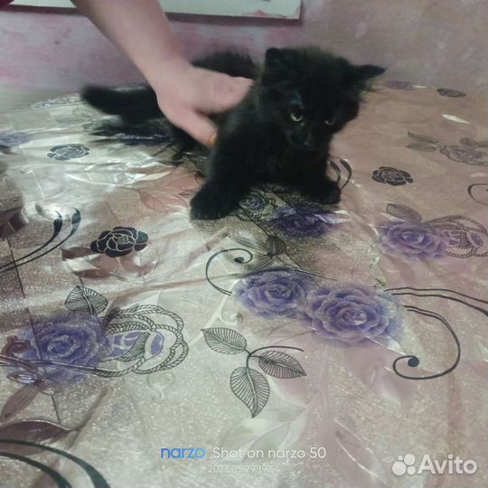 Кошки бесплатно