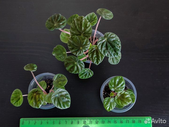 Пеперомия Лилиан, Рубелла