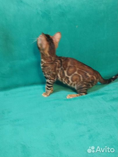 Бенгальская