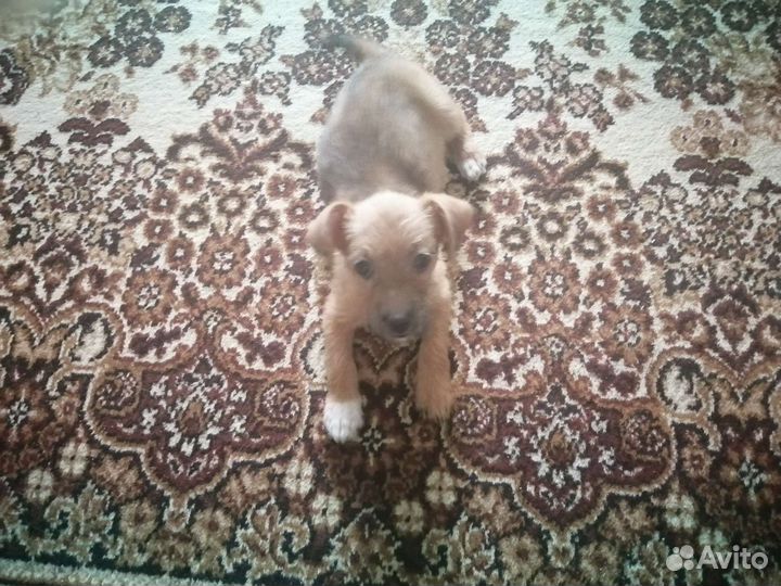 Собака в добрые руки щенок мальчик