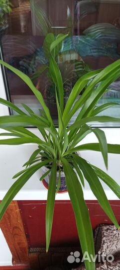 Хлорофитум