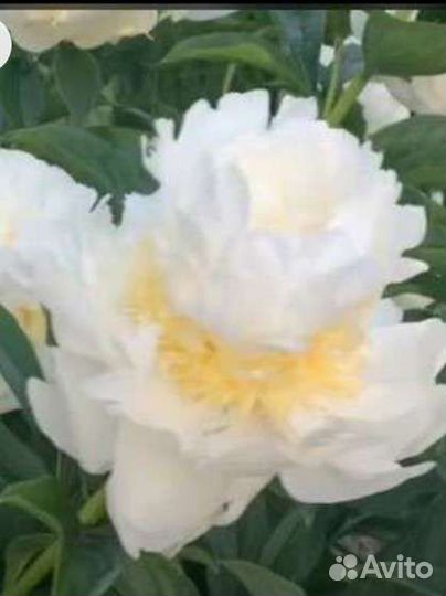 Пионы и Ито пионы жёлтые и не только