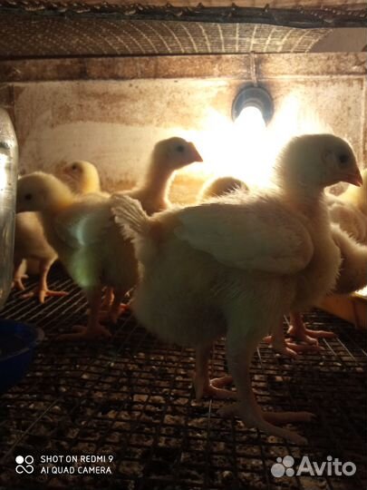 Подрошеный бройлер и утка