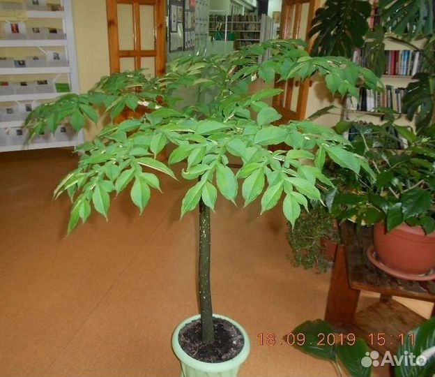Змеинное дерево аморфофалус комнатная пальма
