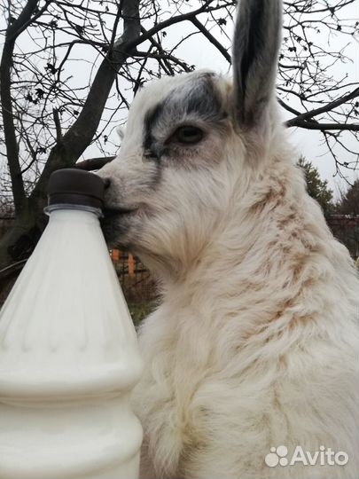 Козье, коровье молоко, сыр, творог, кефир, йогурт