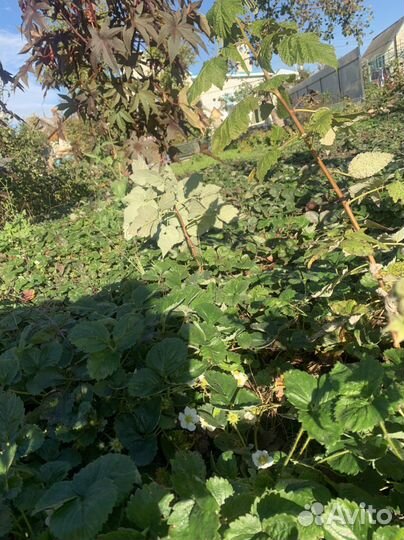 Клубника ремонтантная