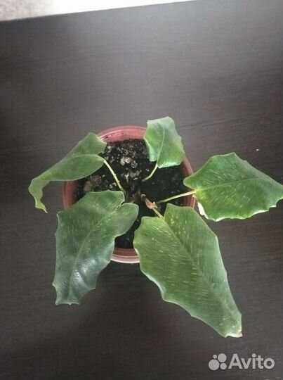 Калатея нетворк