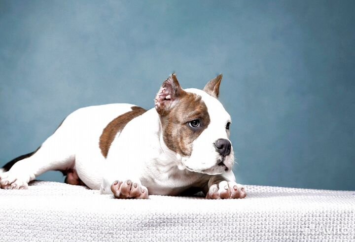 Американский булли