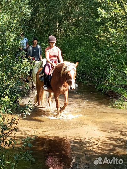 Продам лошадь