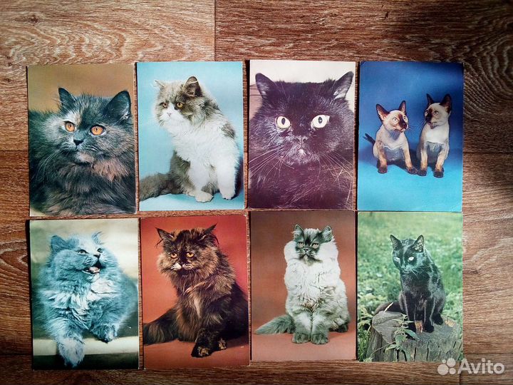 Кошечки Котята Открытки Чехия