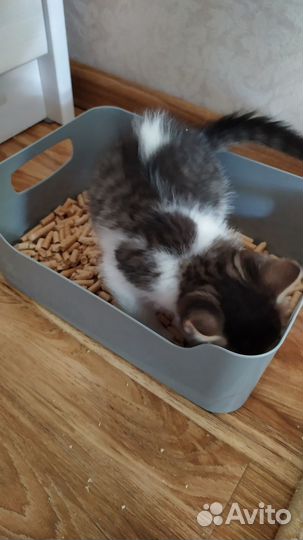 Домашние котята