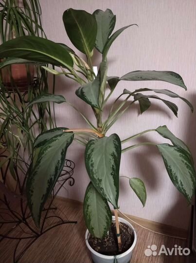 Фикус бенджамина, диффенбахия