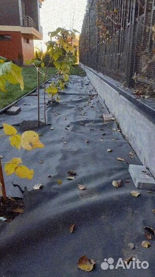 Рулонный газон, укладка, продажа