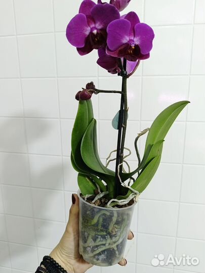 Орхидея