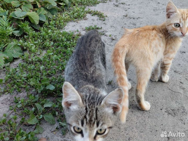 Кошка в дар бесплатно