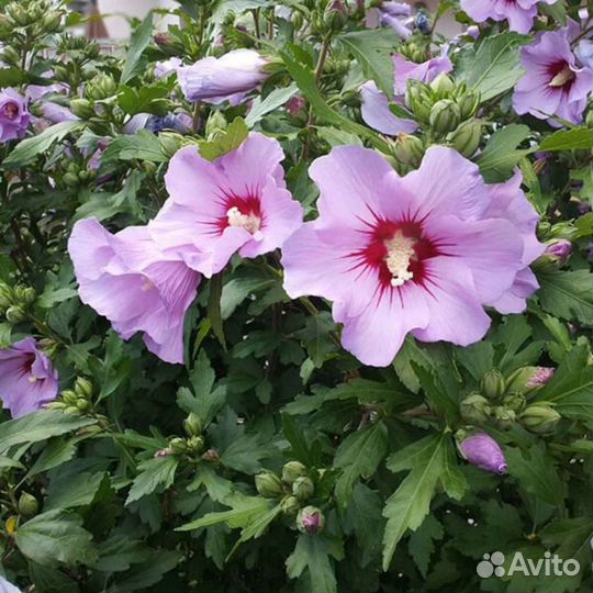 Многолетники для сада цветы