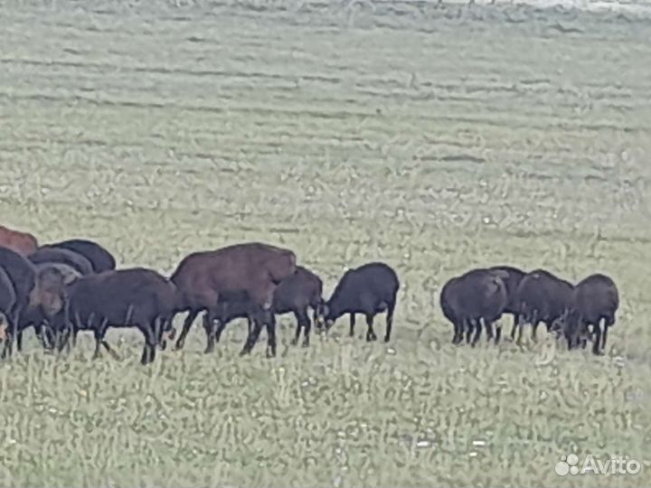 Овцы барашки