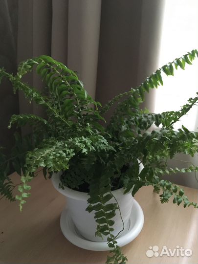 Комнатные домашние растения