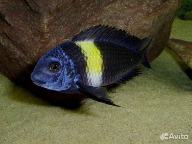 Трофеус звездчатый (Tropheus duboisi)