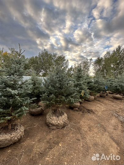 Продажа голубых елей