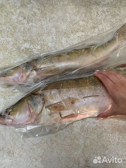 Рыба свежемороженная озёрная окунь, судак
