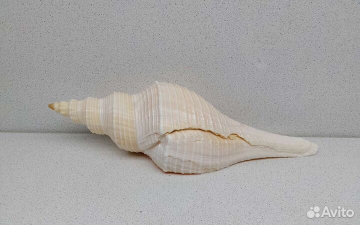 Хемифусус Туба 26,8 морская ракушка раковина