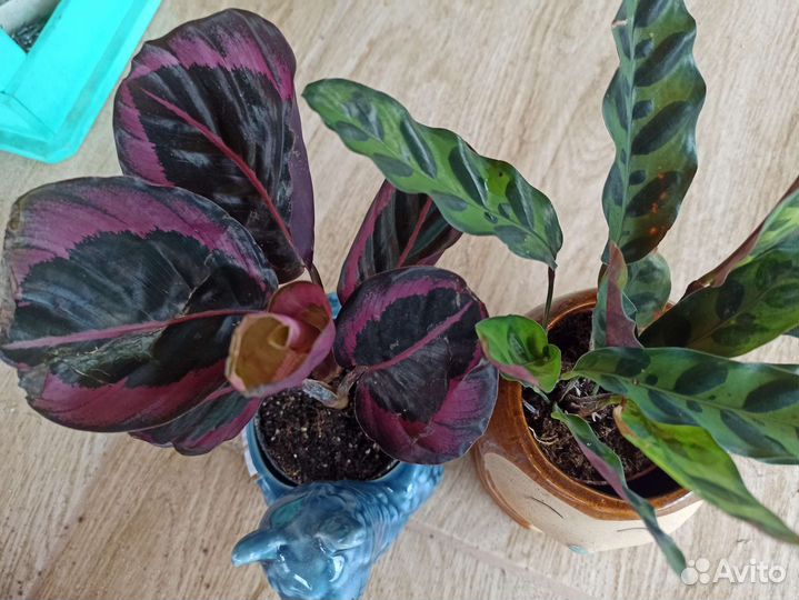Калатея Лансифолия