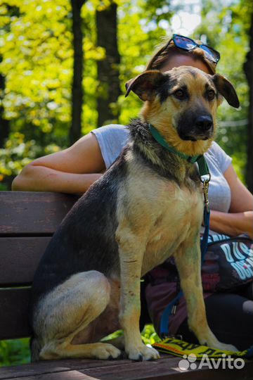 Добрая собака из приюта ищет дом