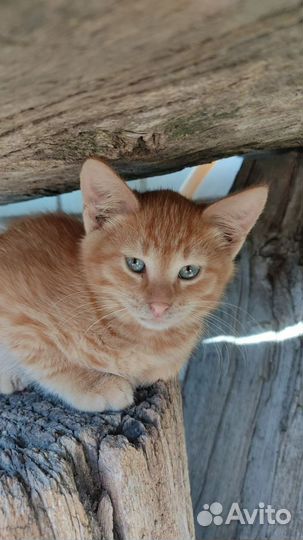 Кошка в дар