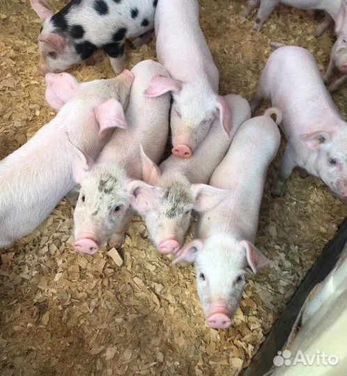 Поросята