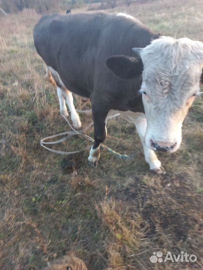 Бычок 8 месяцев, без торга