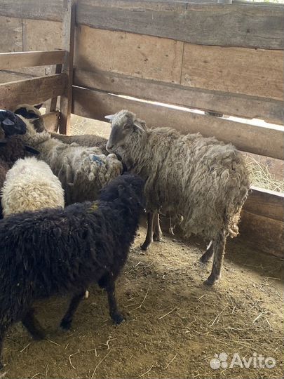 Ягнята и дойная коза