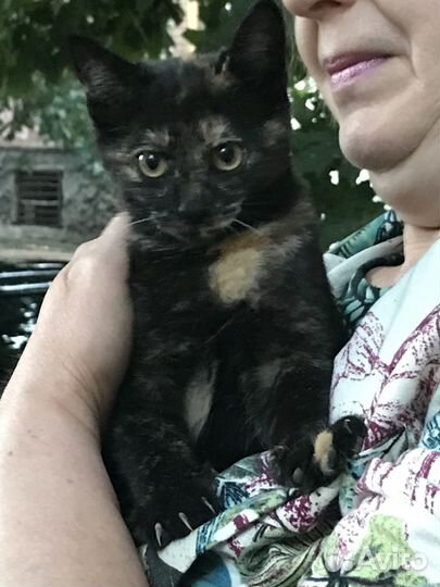Котенок в добрые руки