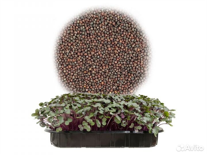 Семена Микрозелень от 100 грамм