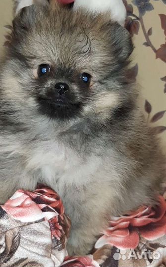 Девочка мини