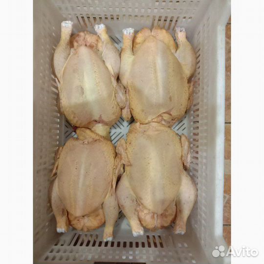 Мясо утки мулард,бройлер,Куры редбро С доставкой