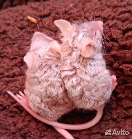 Сатиновые кудрявые мышки