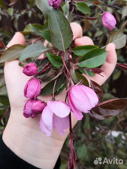 Яблоня декоративная розовая