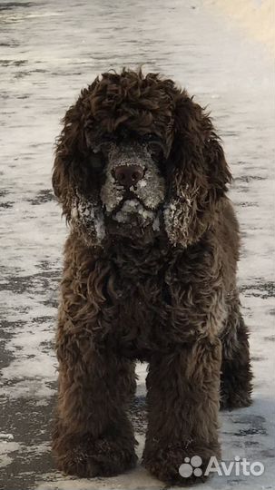 Кокер спаниель