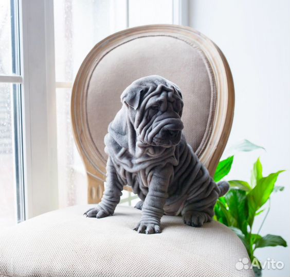 Нежный Бархат