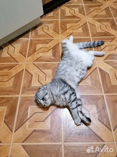 Кошка вязка