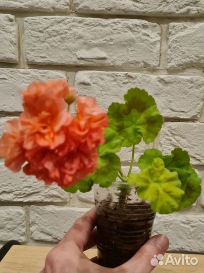 Пеларгония Bold Gold герань сортовая